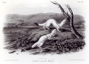 Little Weasel ágil de John Woodhouse Audubon